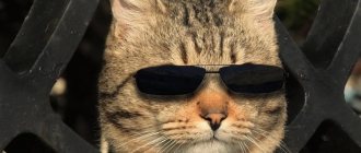 A cat in black glasses symbolizes a person who has turned on the invisible mode on VKontakte